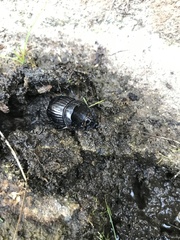 Copris hispanus hispanus