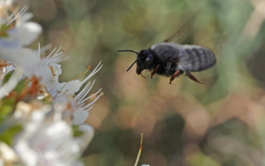 Megachile canescens