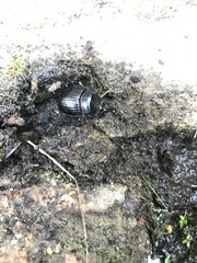 Copris hispanus hispanus