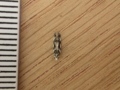 Parachronistis albiceps