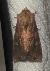 Loscopia velata