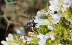 Megachile canescens