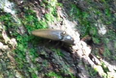 Elaterini