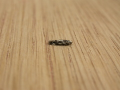 Parachronistis albiceps
