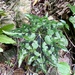 Begonia taliensis - Photo (c) steveshi, some rights reserved (CC BY-NC)