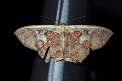 Zythos avellanea
