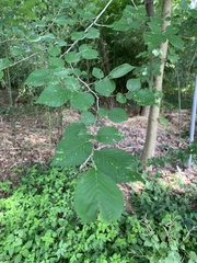 Ulmus americana