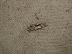 Parachronistis albiceps