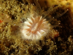 Caryophyllia smithii