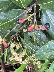 Ocotea leucoxylon