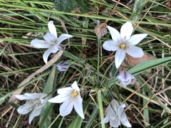 Triteleia peduncularis
