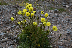 Papaver croceum