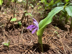 Roscoea