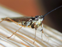 Mantoida maya