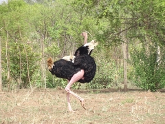 Struthio camelus camelus