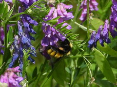 Bombus borealis