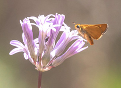 Ochlodes agricola