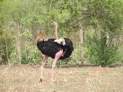 Struthio camelus camelus