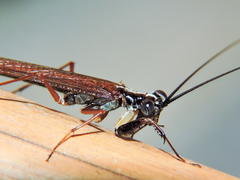 Mantoida maya