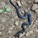 Blakeway’s Mountain Snake - Photo (c) steveshi, some rights reserved (CC BY-NC)