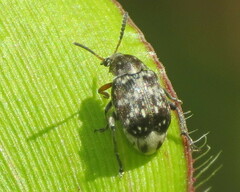 Bruchus affinis