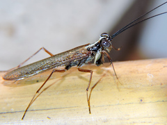 Mantoida maya