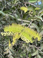 Combretum lanceolatum