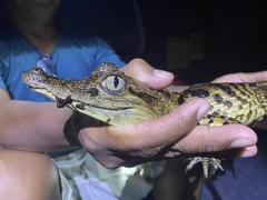 Caiman crocodilus