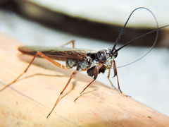 Mantoida maya