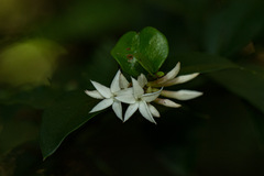 Carissa bispinosa zambesiensis