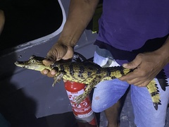 Caiman crocodilus