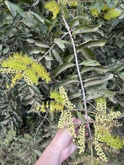 Combretum lanceolatum