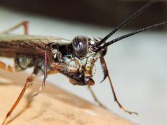 Mantoida maya