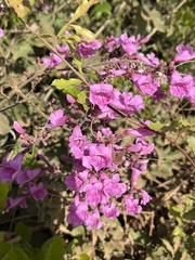 Fridericia tuberculata