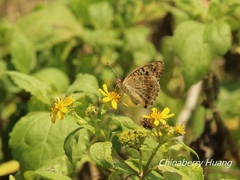 Junonia orithya orithya