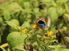 Junonia orithya orithya