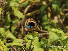 Junonia orithya orithya