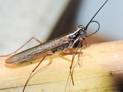 Mantoida maya