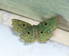 Chlorodontopera discospilata