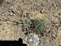 Lomatium cuspidatum