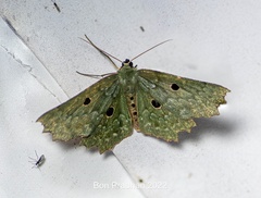 Chlorodontopera discospilata