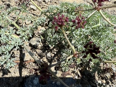 Lomatium cuspidatum