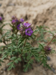 Phacelia franklinii