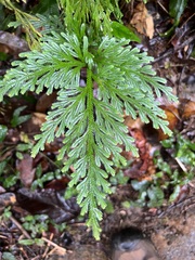 Selaginella longipinna