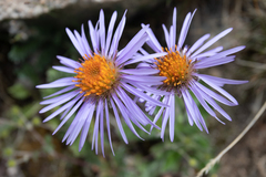 Нурхайдарова Татьяна, CC BY, iNaturalist via GBIF Tibetiodes flaccida, photograph Нурхайдарова Татьяна, CC BY, iNaturalist via GBIF