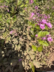 Fridericia tuberculata