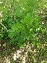 Sambucus ebulus