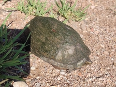 Kinosternon hirtipes