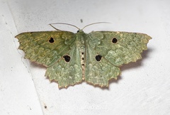 Chlorodontopera discospilata