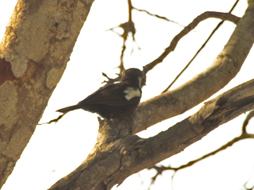 Arnot's Chat (Myrmecocichla arnotti), photo 7